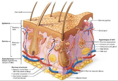 Anatomy of the skin showing epidermis, dermis, and subcutaneous tissue