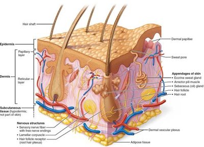 Basal cell carcinoma on the skin
