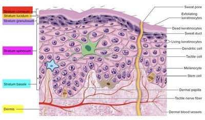 Diagram of the epidermal layers and associated cells