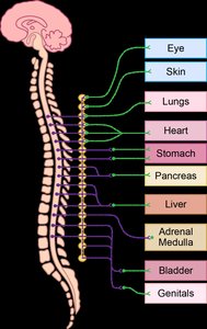 Sympathetic pathways to organs