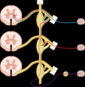 Sympathetic synapse pathways