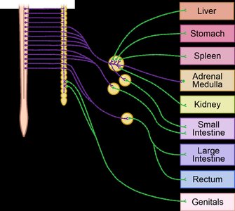 Splanchnic nerve pathways