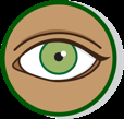 Parasympathetic effects on eye