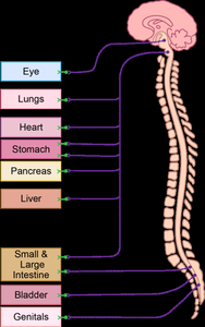 Parasympathetic pathways to organs