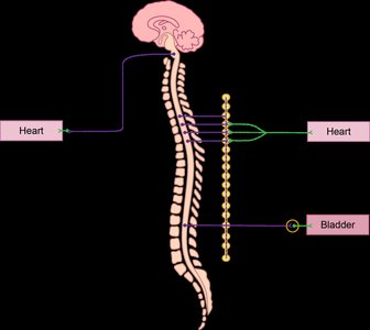 Dual innervation of the heart and bladder