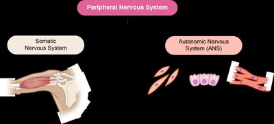 Diagram of somatic vs autonomic nervous system