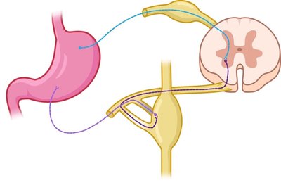 Visceral reflex arc pathway