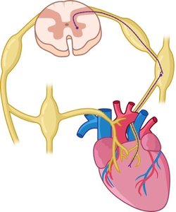 Sympathetic neurotransmitter pathway
