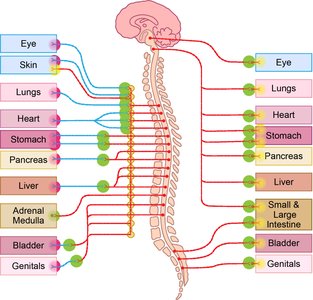 Receptor types at target organs
