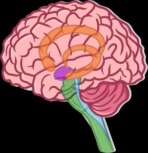 Brain regions involved in ANS control