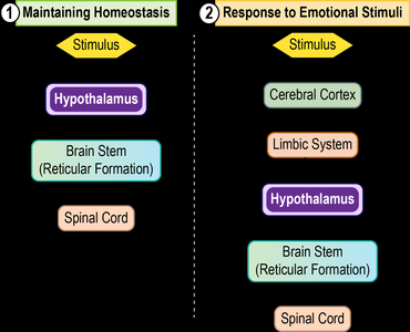 Pathways for homeostasis and emotional response