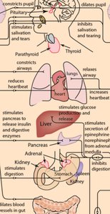 PNS division into somatic and autonomic systems