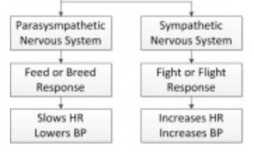 Sympathetic and parasympathetic division chart