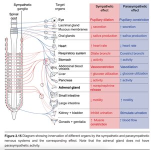 Sympathetic vs parasympathetic effects on organs