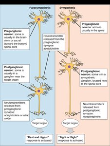 Sympathetic and parasympathetic neuron pathways