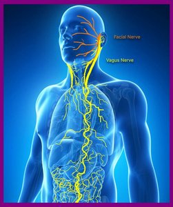 Enteric nervous system diagram