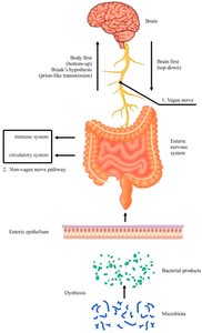 Gut-brain axis diagram
