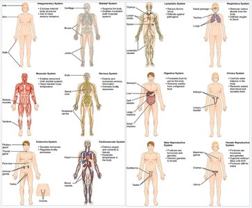 Diagram of human body systems