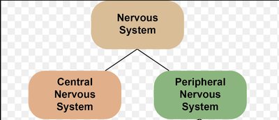 Nervous system division chart
