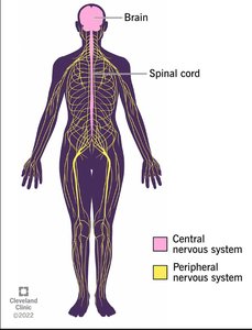 Diagram showing CNS and PNS in the human body