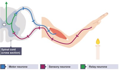 Reflex arc diagram