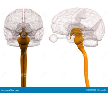 Brain and spinal cord illustration