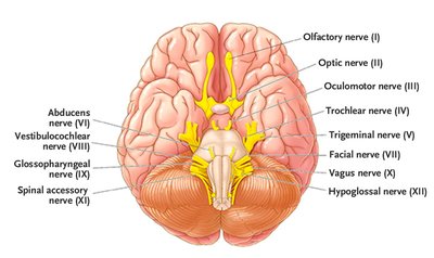 Cranial nerves diagram