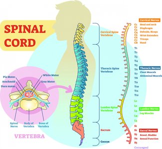 Spinal cord and spinal nerves diagram