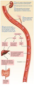 Life cycle of red blood cells (5 of 6)