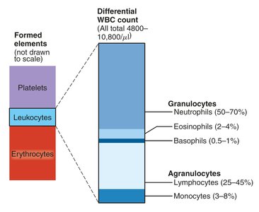 Types and relative percentages of leukocytes in normal blood