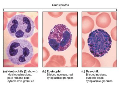 Granulocytes: neutrophil, eosinophil, basophil