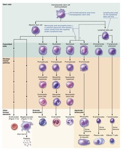 Leukocyte formation