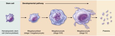 Formation of platelets