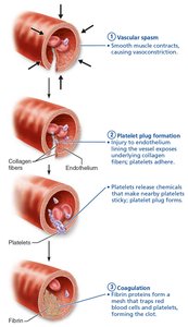 Hemostasis: coagulation