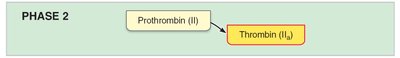 Phase 2: Prothrombin to thrombin
