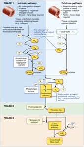 Coagulation cascade summary