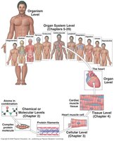 Levels of organization from atoms to organism