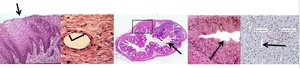 Microscopic images showing apical surfaces of epithelial tissues
