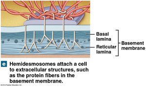 Hemidesmosomes attaching cells to basement membrane