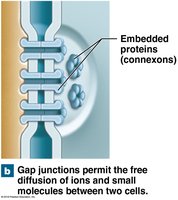 Gap junction structure and function