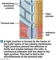 Tight junction structure and function