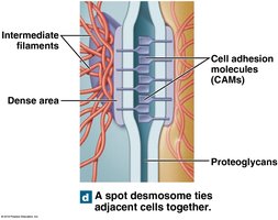 Spot desmosome structure and function