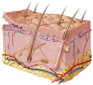 Detailed cross-section of skin showing epidermis, dermis, hypodermis, and associated structures