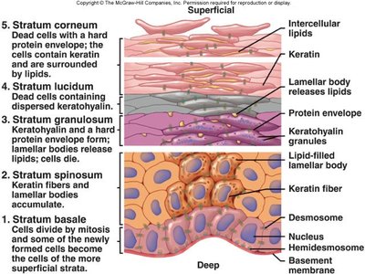 Detailed diagram of epidermal strata and their characteristics