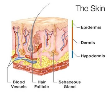 Diagram of skin layers: epidermis, dermis, hypodermis, with blood vessels, hair follicle, and sebaceous gland