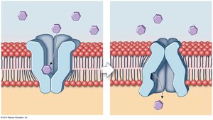 Ion channel gating mechanism