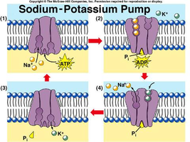 Sodium-potassium pump mechanism