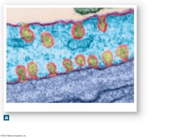 Pinosome formation and fusion