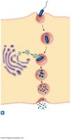 Transcytosis in an endothelial cell