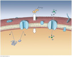 Solute diffusion across a cell membrane